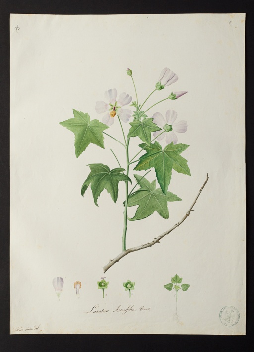 Lavatera acerifolia @ Université de Montpellier - Yannick Fourié