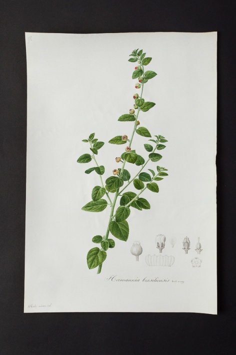 Hermannia brasiliensis @ Université de Montpellier - Yannick Fourié