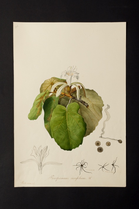 Pterospermum acerifolium @ Université de Montpellier - Yannick Fourié