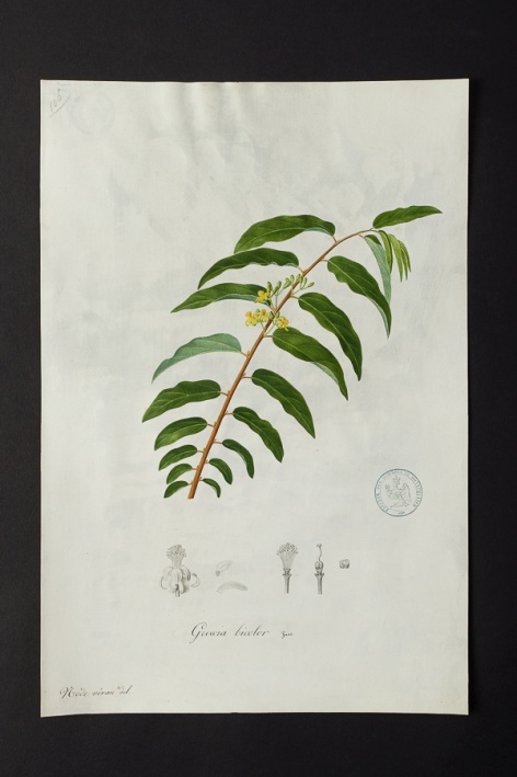 Grewia bicolor @ Université de Montpellier - Yannick Fourié