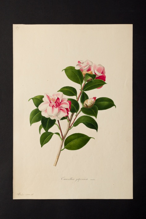 Camellia japonica @ Université de Montpellier - Yannick Fourié