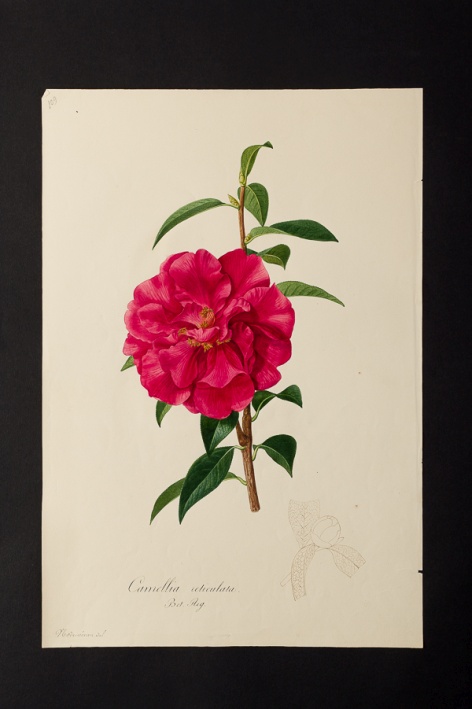 Camellia reticulata @ Université de Montpellier - Yannick Fourié