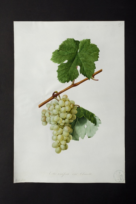 Vitis vinifera var. clairette @ Université de Montpellier - Yannick Fourié