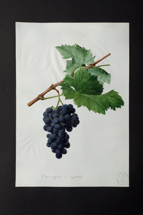 Vitis vinifera v. aspirant @ Université de Montpellier - Yannick Fourié