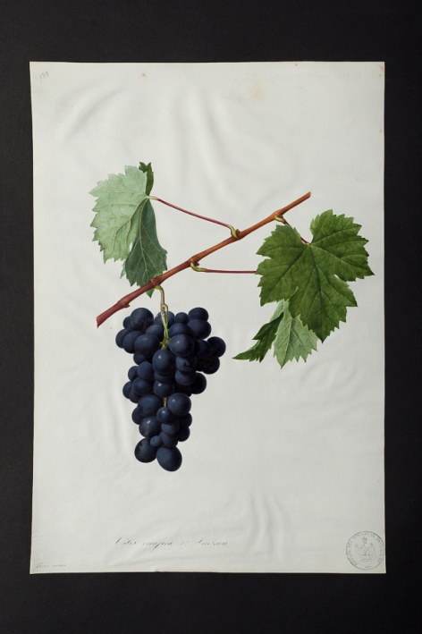 Vitis vinifera v. sinsaou @ Université de Montpellier - Yannick Fourié