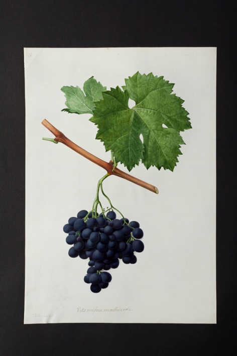 Vitis vinifera var. oeillade noire @ Université de Montpellier - Yannick Fourié