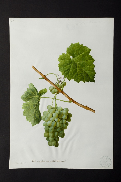 Vitis vinifera var. oeillade blanche @ Université de Montpellier - Yannick Fourié
