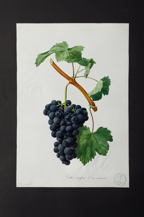 Vitis vinifera var. aramon @ Université de Montpellier - Yannick Fourié