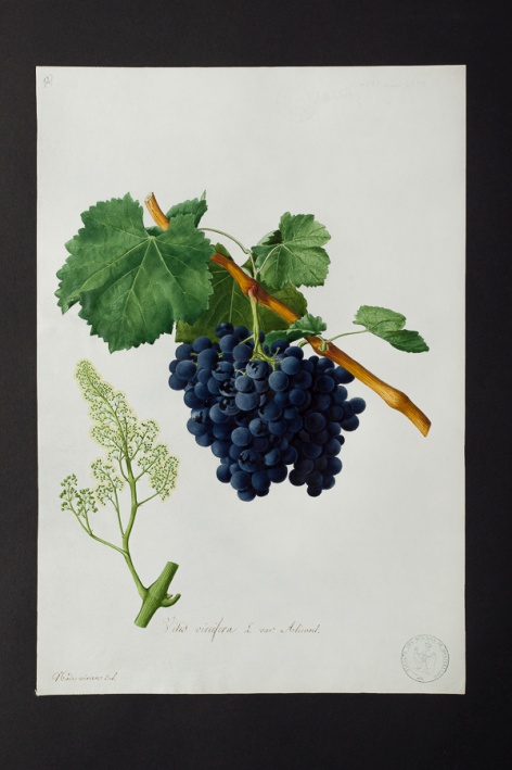 Vitis vinifera var. alicant @ Université de Montpellier - Yannick Fourié