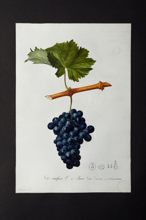 Vitis vinifera v. plant dur, duras ou calignane @ Université de Montpellier - Yannick Fourié