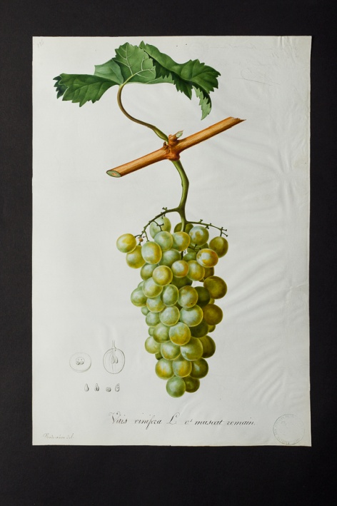 Vitis vinifera v. muscat romain @ Université de Montpellier - Yannick Fourié