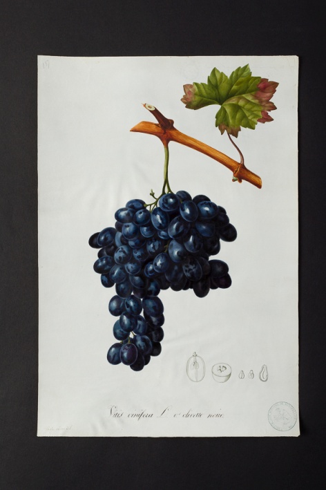 Vitis vinifera v. olivette noire @ Université de Montpellier - Yannick Fourié