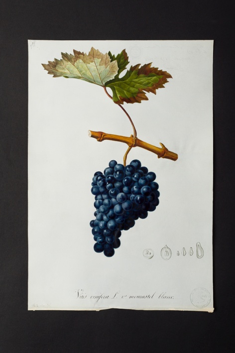Vitis vinifera v. mourastel blanc @ Université de Montpellier - Yannick Fourié