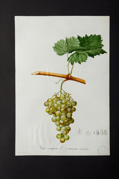 Vitis vinifera v. muscat ordinaire @ Université de Montpellier - Yannick Fourié