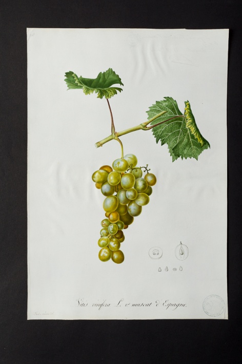 Vitis vinifera v. muscat d'Espagne @ Université de Montpellier - Yannick Fourié