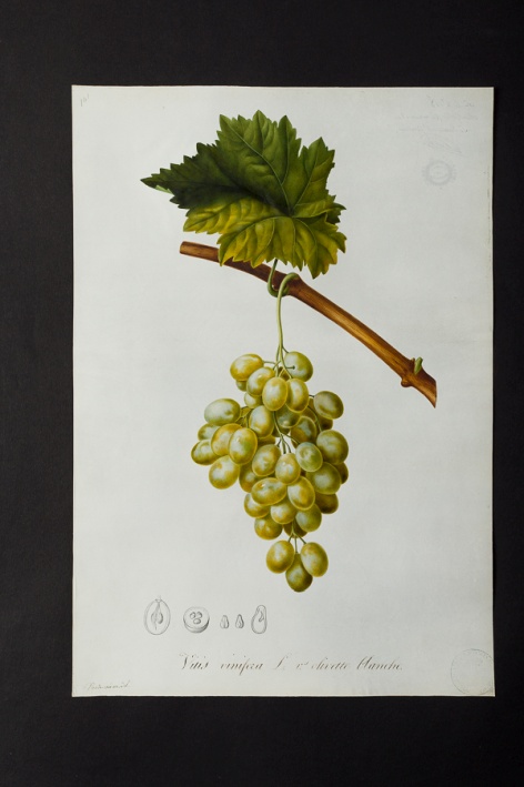Vitis vinifera v. olivette blanche @ Université de Montpellier - Yannick Fourié