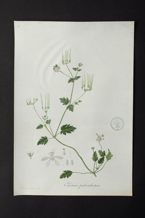 Erodium pulverulentum @ Université de Montpellier - Yannick Fourié