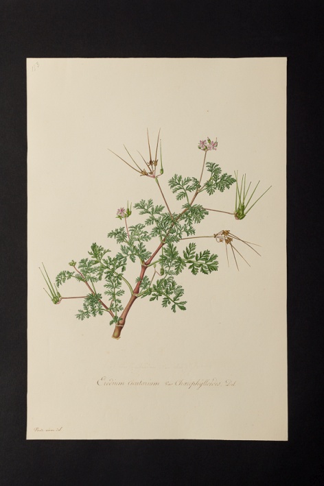 Erodium cicutarium var. chaerophylloides @ Université de Montpellier - Yannick Fourié