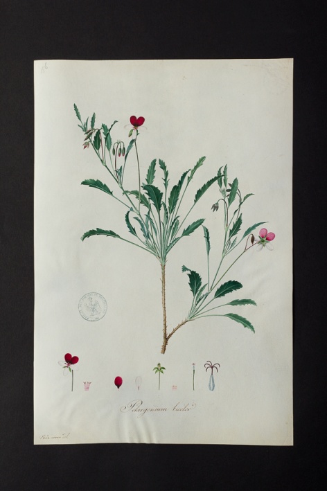 Pelargonium bicolor @ Université de Montpellier - Yannick Fourié