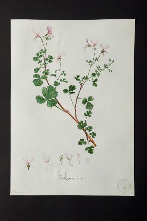 Pelargonium sp. @ Université de Montpellier - Yannick Fourié