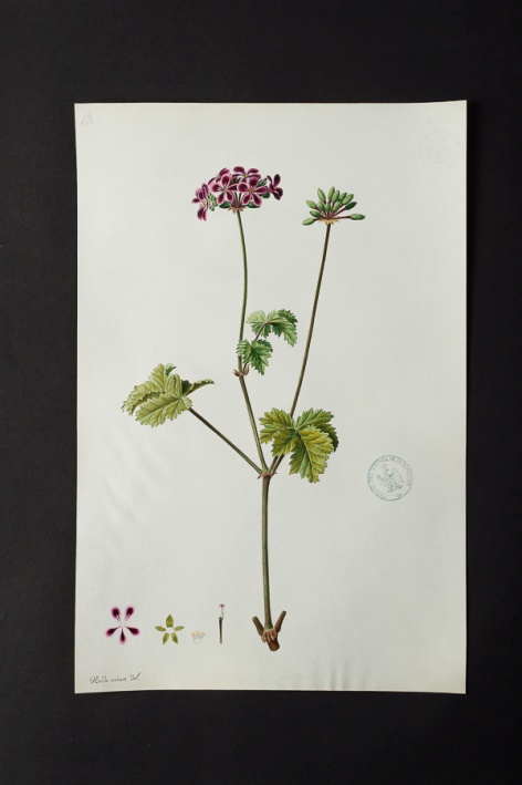 [Pelargonium sp.] @ Université de Montpellier - Yannick Fourié