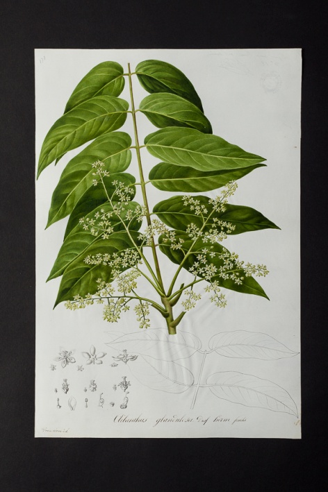 Ailanthus glandulosa @ Université de Montpellier - Yannick Fourié