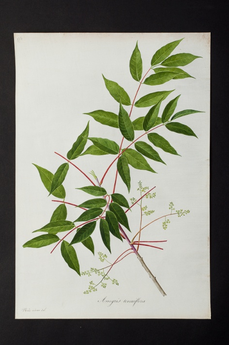 Amyris tenuiflora @ Université de Montpellier - Yannick Fourié