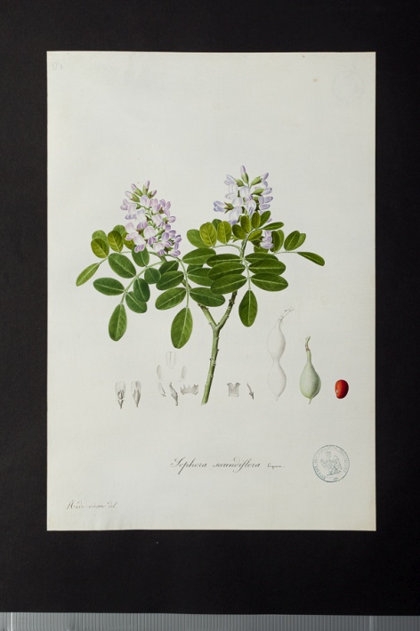 Sophora secundiflora @ Université de Montpellier - Yannick Fourié