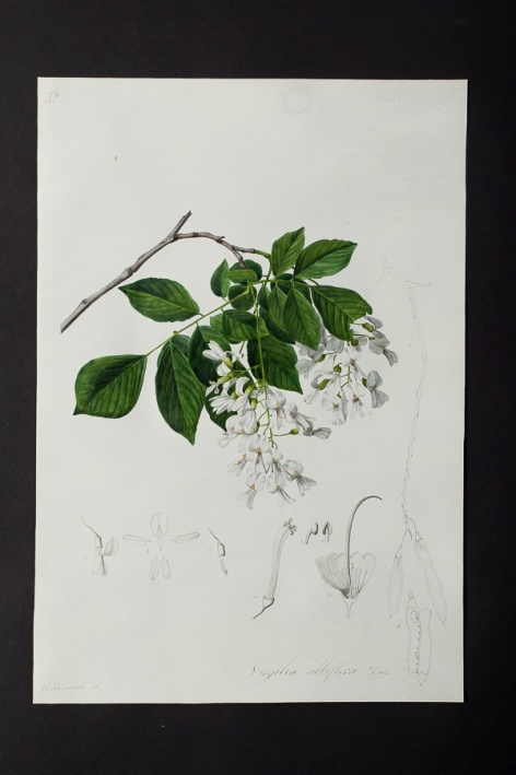 Virgilia albiflora @ Université de Montpellier - Yannick Fourié