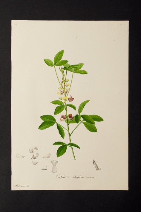Crotalaria corticiflora @ Université de Montpellier - Yannick Fourié