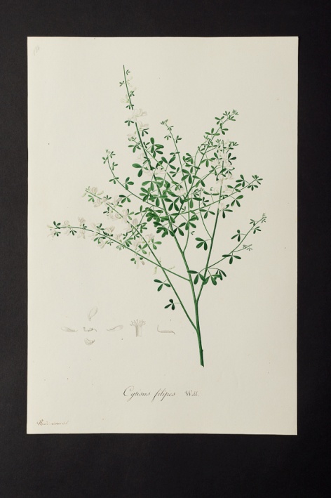 Cytisus filipes @ Université de Montpellier - Yannick Fourié
