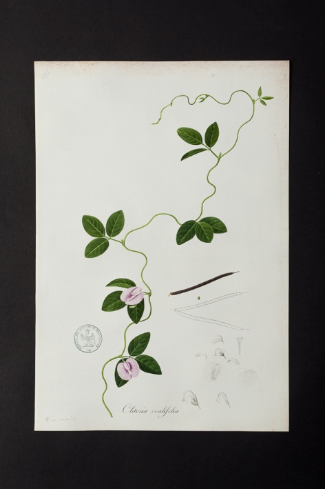 Clitoria ovalifolia @ Université de Montpellier - Yannick Fourié