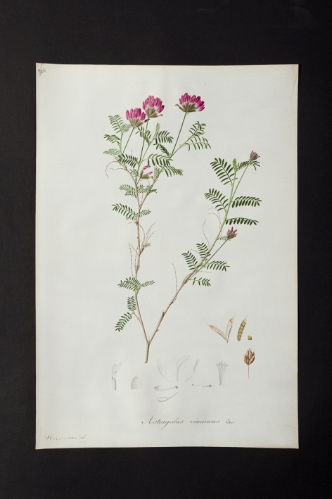 Astragalus vimineus @ Université de Montpellier - Yannick Fourié