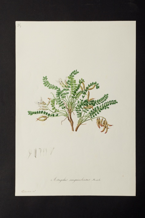 Astragalus sanguinolentus @ Université de Montpellier - Yannick Fourié