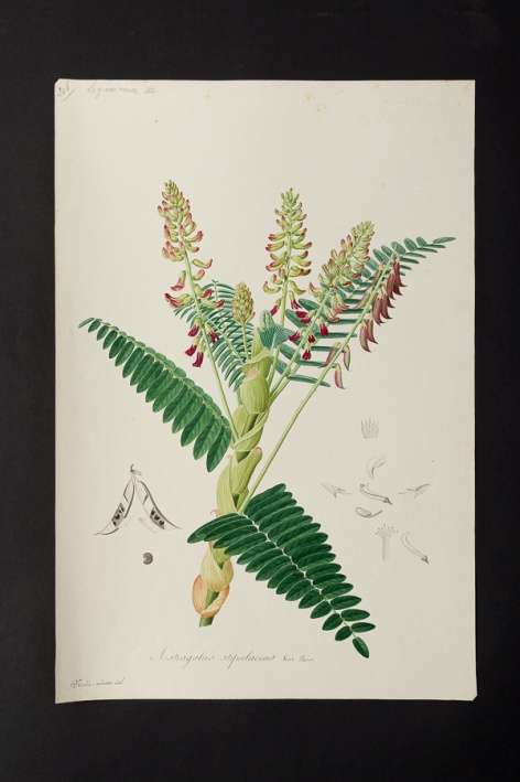 Astragalus stipulaceus @ Université de Montpellier - Yannick Fourié