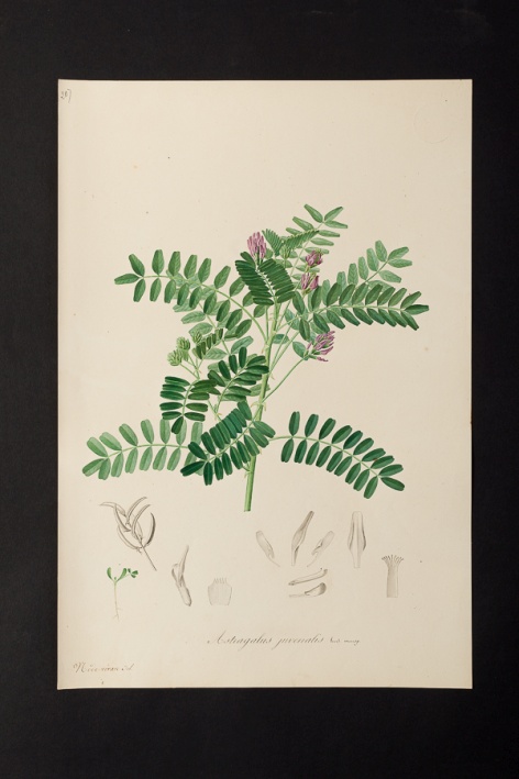 Astragalus juvenalis @ Université de Montpellier - Yannick Fourié