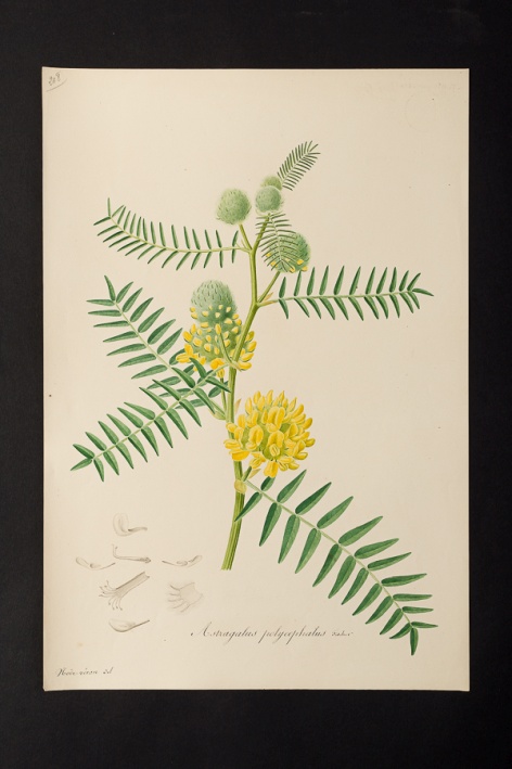 Astragalus polycephalus @ Université de Montpellier - Yannick Fourié
