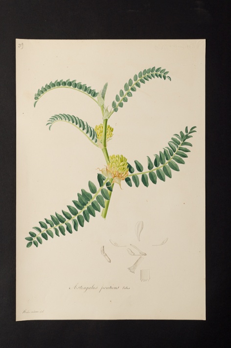 Astragalus ponticus @ Université de Montpellier - Yannick Fourié