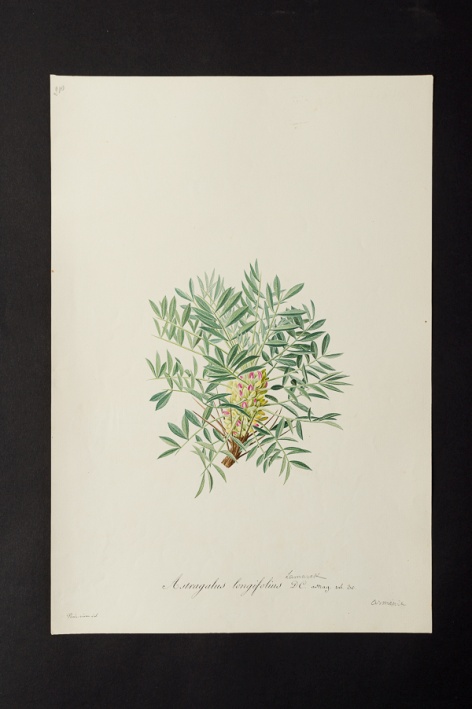 Astragalus longifolius @ Université de Montpellier - Yannick Fourié