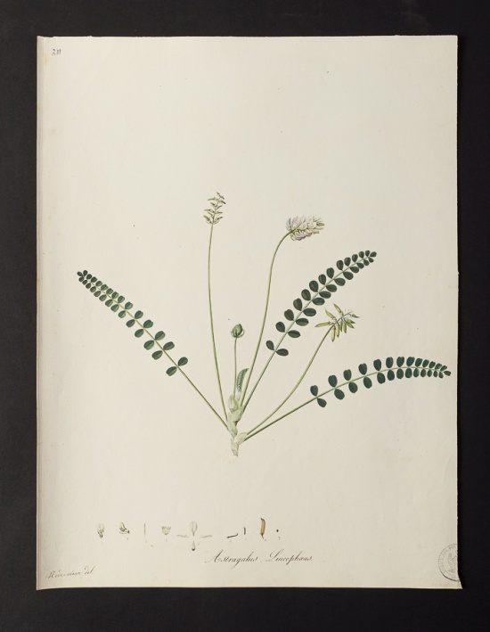 Astragalus leucophœus @ Université de Montpellier - Yannick Fourié