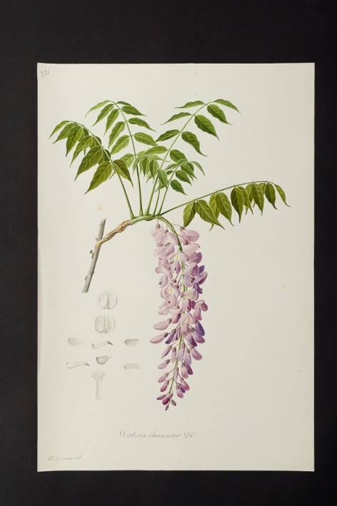 Wisteria chinensis @ Université de Montpellier - Yannick Fourié