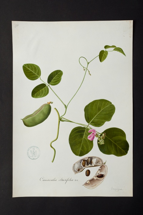Canavalia obtusifolia @ Université de Montpellier - Yannick Fourié