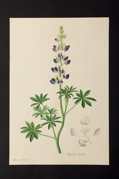 Lupinus bicolor @ Université de Montpellier - Yannick Fourié