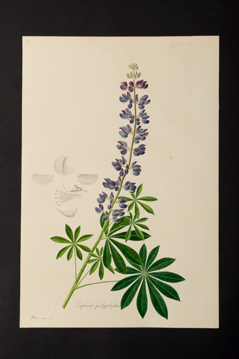 Lupinus polyphyllus @ Université de Montpellier - Yannick Fourié