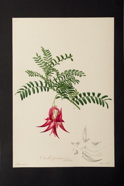 Clianthus punicus @ Université de Montpellier - Yannick Fourié