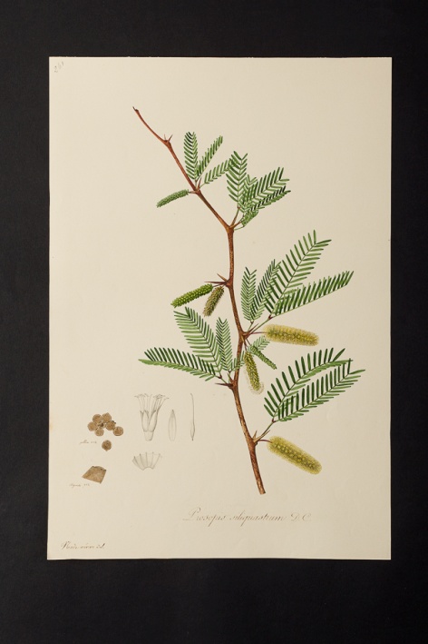 Prosopis siliquastrum @ Université de Montpellier - Yannick Fourié