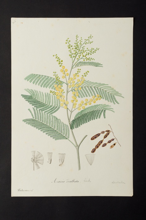 Acacia dealbata @ Université de Montpellier - Yannick Fourié