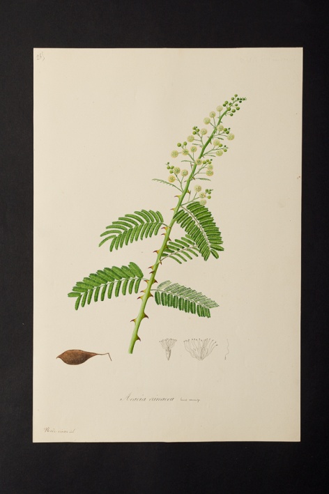 Acacia erinacea @ Université de Montpellier - Yannick Fourié