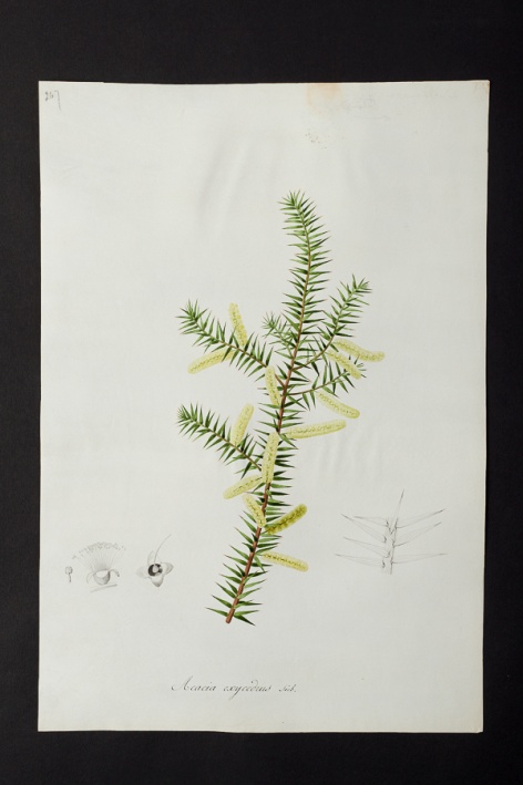 Acacia oxycedrus @ Université de Montpellier - Yannick Fourié