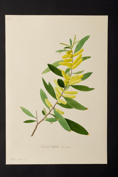 Acacia latifolia @ Université de Montpellier - Yannick Fourié